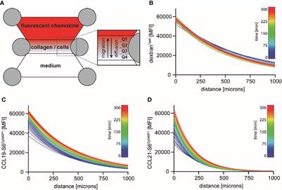 Distinct Fates of Chemokine and Surrogate Molecule Gradients: Consequences for CCR7-Guided Dendritic Cell Migration